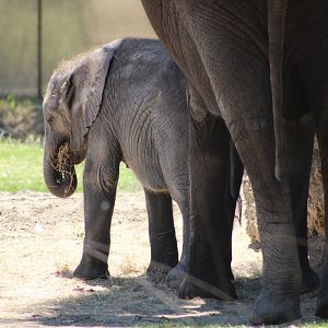 African Bush Elephants (Loxodonta africana)