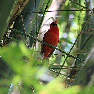(Wild) Northern Cardinal (Cardinalis cardinalis)