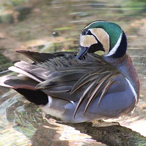 Baikal Teal (Sibirionetta formosa)