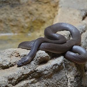 African House Snake