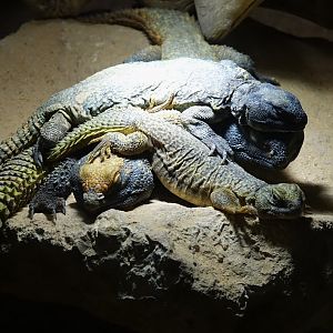 Moroccan Spiny-tailed Lizard