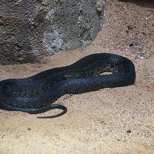 Horseshoe Whip Snake