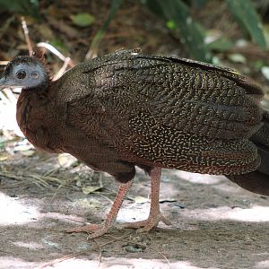 Juvenile Malay Great Argus (Argusianus argus)