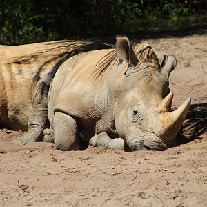 Southern White Rhinoceros (C. s. simum)