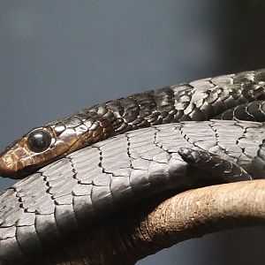 Jackson's Black Snake