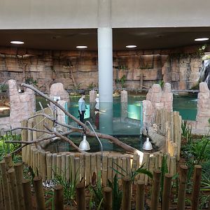 African Dwarf Crocodile and Turtle Enclosures