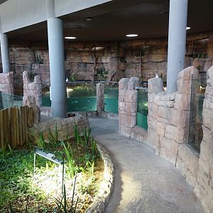 African Dwarf Crocodile Enclosure