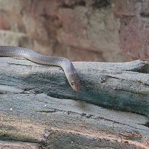Hooked-nosed Beaked Snake