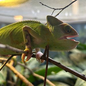 Veiled Chameleon (Chamaeleo calyptratus)