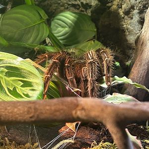 Goliath Bird-Eating Tarantula (Theraphosa blondi)
