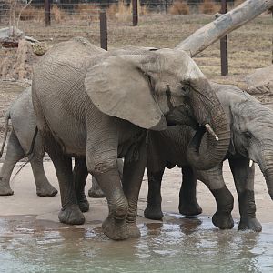 African Elephants