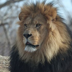 African Lion