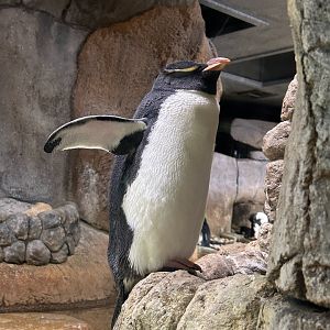 Southern Rockhopper Penguin (Eudyptes chrysocome)