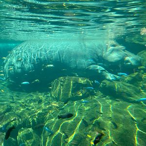 Common Hippopotamus (Hippopotamus amphibius)