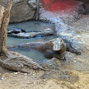 Komodo Dragon (Varanus komodoensis)