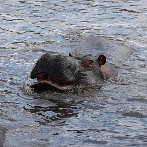 Common hippopotamus