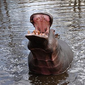 Common hippopotamus