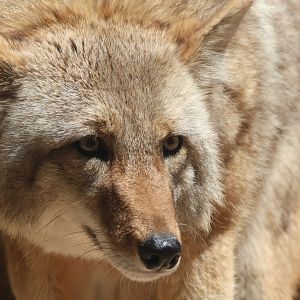 Coyote