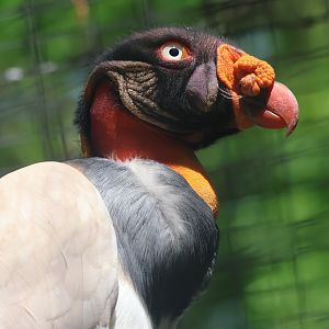King Vulture