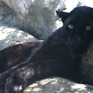 Black Leopard