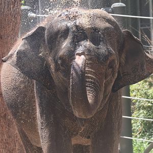 Asian Elephant