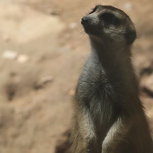Meerkat