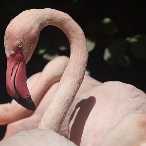 Chilean Flamingo