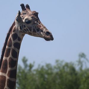 Reticulated Giraffe