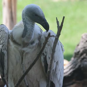 Griffon Vulture