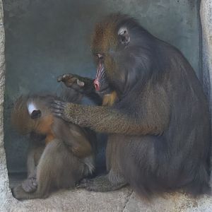 Mandrills