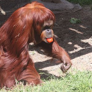 Sumatran Orangutan