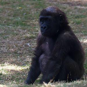 Western Gorilla Infant