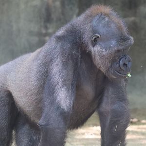 Western Gorilla