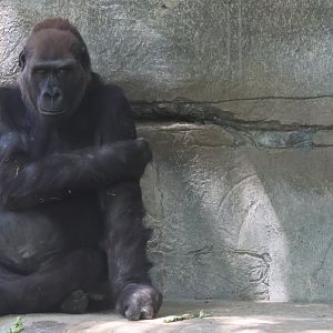 Western Gorilla