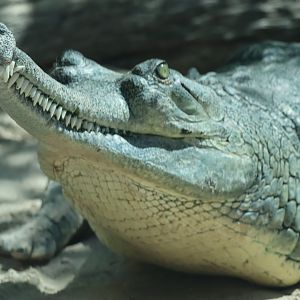 Gharial