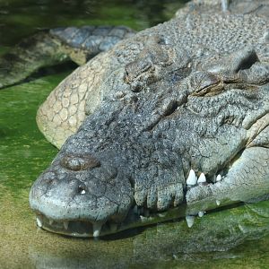 Saltwater Crocodile
