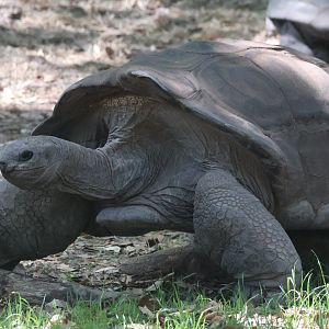 Aldabra Tortoise