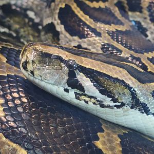 Burmese Python