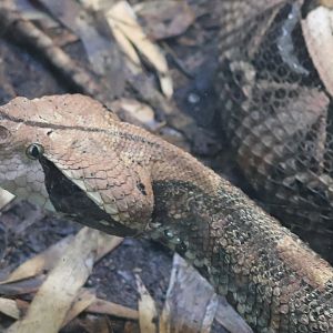 Gaboon Viper