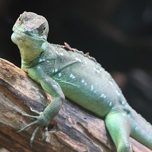 Green Basilisk