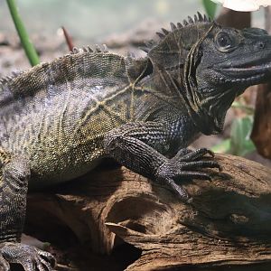 Sailfin Lizard