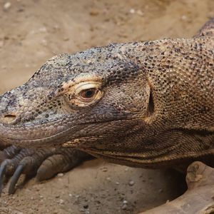 Komodo Dragon
