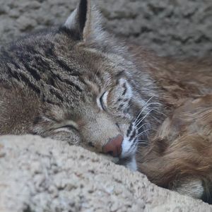 Bobcat