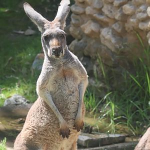 Red Kangaroo