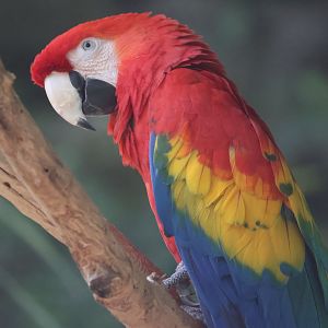 Scarlet Macaw