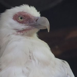 Palm Nut Vulture