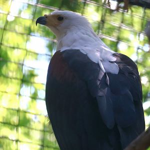 African Fish Eagle
