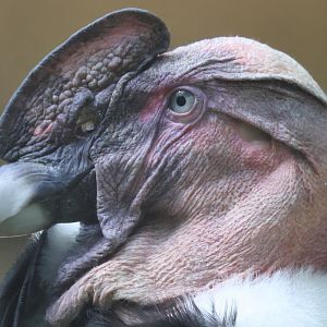 Andean Condor