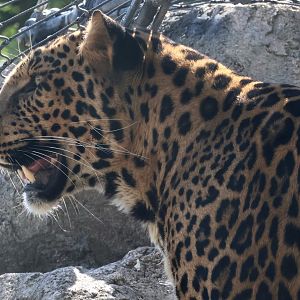 African Leopard