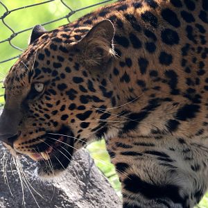 African Leopard